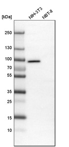 Western blot analysis in mouse cell line NIH-3T3 and rat cell line NBT-II.