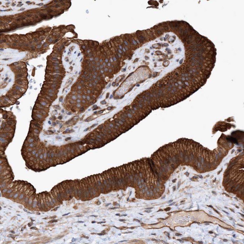 Anti-ERAL1 Antibody