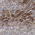Anti-RNF208 Antibody