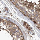Immunohistochemical staining of human testis using Anti-SPECC1 antibody HPA021430.