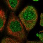 Immunofluorescent staining of human cell line A-431 shows localization to nucleoplasm & cytosol.