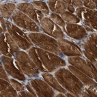 Anti-SLC16A3 Antibody