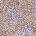 Immunohistochemical staining of human kidney shows weak to moderate cytoplasmic positivity in cells in tubules.