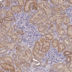 Immunohistochemical staining of human kidney shows weak to moderate cytoplasmic positivity in cells in tubules.