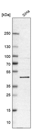 Anti-BRD9 Antibody