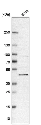 Anti-BRD9 Antibody