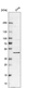 Anti-BRD9 Antibody