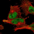 Immunofluorescent staining of human cell line U-251 MG shows localization to nucleoplasm.
