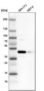 Western blot analysis in mouse cell line NIH-3T3 and rat cell line NBT-II.