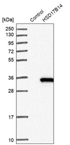 Western blot analysis in control (vector only transfected HEK293T lysate) and HSD17B14 over-expression lysate (Co-expressed with a C-terminal myc-DDK tag (~3.1 kDa) in mammalian HEK293T cells, LY414089).