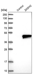 Western blot analysis in control (vector only transfected HEK293T lysate) and ZADH2 over-expression lysate (Co-expressed with a C-terminal myc-DDK tag (~3.1 kDa) in mammalian HEK293T cells, LY406204).