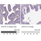 Anti-CFAP157 Antibody