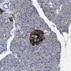Immunohistochemical staining of human pancreas shows strong cytoplasmic positivity in islets of Langerhans.