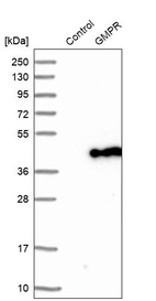 Western blot analysis in control (vector only transfected HEK293T lysate) and GMPR over-expression lysate (Co-expressed with a C-terminal myc-DDK tag (~3.1 kDa) in mammalian HEK293T cells, LY416357).