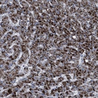 Immunohistochemical staining of human liver shows strong cytoplasmic granular positivity in hepatocytes.