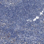 Immunohistochemical staining of human lymph node shows no positivity in non-germinal center cells as expected.