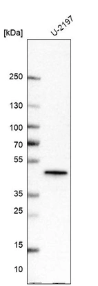 Western blot analysis in human cell line U-2197.