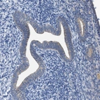 Immunohistochemical staining of human endometrium shows weak cytoplasmic positivity in glandular cells.