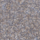 Immunohistochemical staining of human pancreas shows moderate cytoplasmic positivity in exocrine glandular cells.
