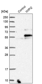 Western blot analysis in control (vector only transfected HEK293T lysate) and WIPI2 over-expression lysate (Co-expressed with a C-terminal myc-DDK tag (~3.1 kDa) in mammalian HEK293T cells, LY414456).