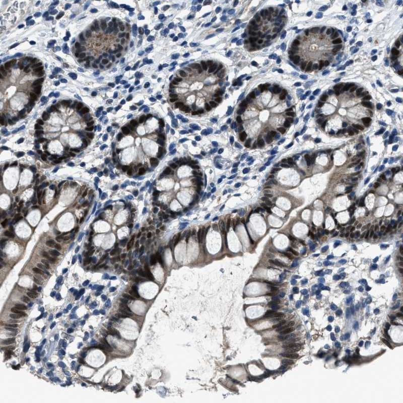 Anti-DUSP19 Antibody