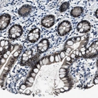 Anti-DUSP19 Antibody