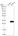 Anti-DUSP19 Antibody