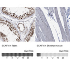 Anti-SCAF4 Antibody