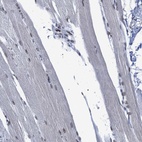 Anti-SCAF4 Antibody