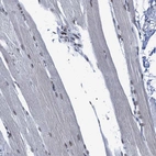 Immunohistochemical staining of human skeletal muscle shows low expression as expected.