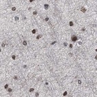 Immunohistochemical staining of human cerebral cortex using Anti-SCAF4 antibody HPA021504.