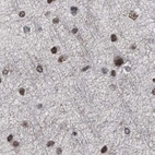 Immunohistochemical staining of human cerebral cortex using Anti-SCAF4 antibody HPA021504.