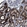 Anti-NEU1 Antibody