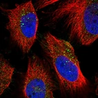 Immunofluorescent staining of human cell line U-251 MG shows localization to vesicles.