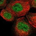 Immunofluorescent staining of human cell line A-431 shows localization to nucleoplasm & cytosol.