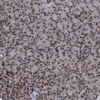 Immunohistochemical staining of human pancreas shows moderate nuclear membrane positivity in exocrine glandular cells.