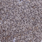 Immunohistochemical staining of human pancreas shows moderate nuclear membrane positivity in exocrine glandular cells.