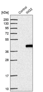 Western blot analysis in control (vector only transfected HEK293T lysate) and ING2 over-expression lysate (Co-expressed with a C-terminal myc-DDK tag (~3.1 kDa) in mammalian HEK293T cells, LY419856).
