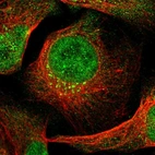 Immunofluorescent staining of human cell line U-2 OS shows localization to nucleoplasm & the Golgi apparatus.