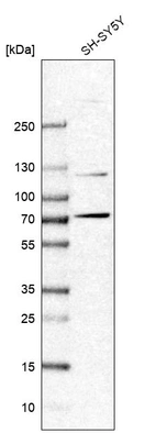 Western blot analysis in human cell line SH-SY5Y.