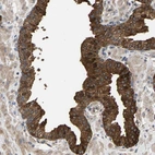 Anti-KRTAP27-1 Antibody