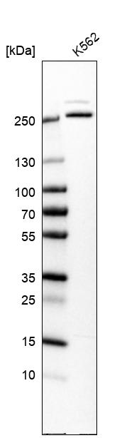 Anti-MCM3AP Antibody