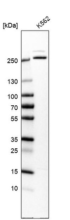 Anti-MCM3AP Antibody