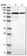 Anti-LRCH1 Antibody