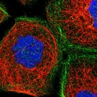 Immunofluorescent staining of human cell line A-431 shows localization to nucleus, nucleoli, cytosol & actin filaments.