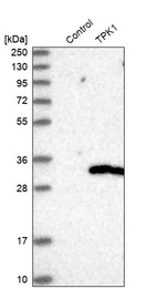 Western blot analysis in control (vector only transfected HEK293T lysate) and TPK1 over-expression lysate (Co-expressed with a C-terminal myc-DDK tag (~3.1 kDa) in mammalian HEK293T cells, LY411708).