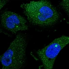 Immunofluorescent staining of human cell line U-251 MG shows localization to cytosol & centrosome.