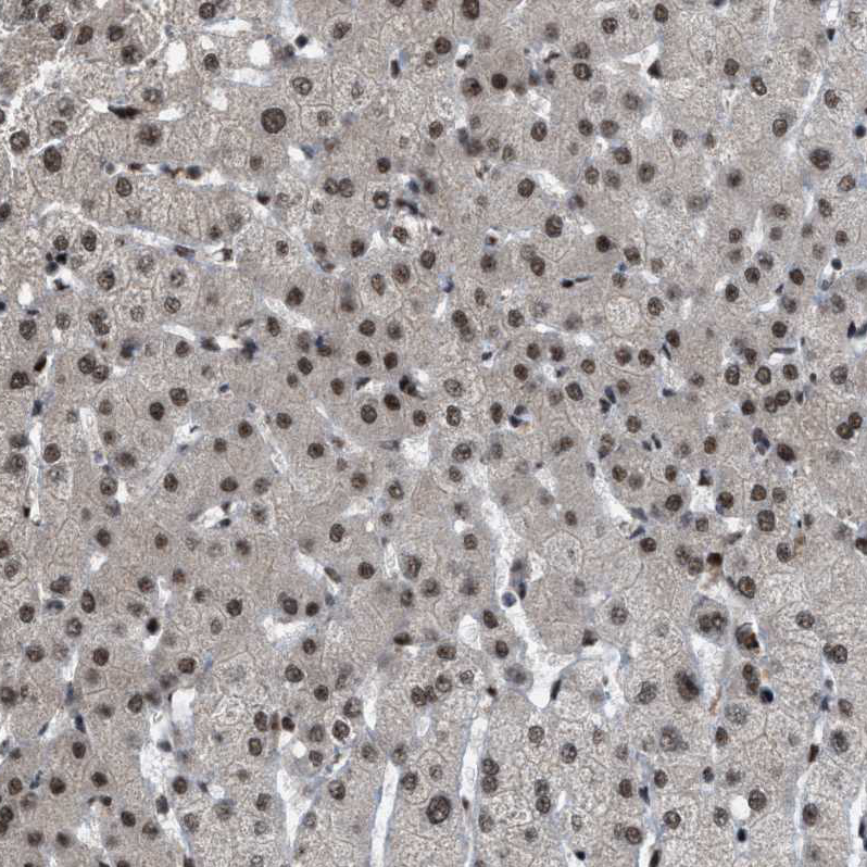 Anti-ZBTB10 Antibody