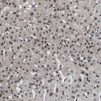Anti-ZBTB10 Antibody