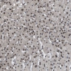 Anti-ZBTB10 Antibody
